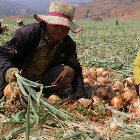 河南洋葱价格最新走势分析