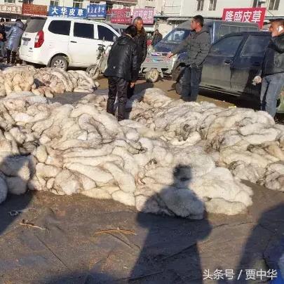 尚村蓝狐皮价格最新走势分析