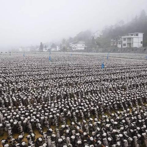 上海新场镇最新规划细节解析
