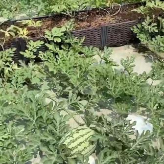 广西西瓜最新批发价格走势分析
