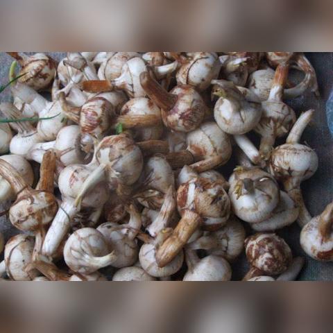 山东芋头价格行情最新分析