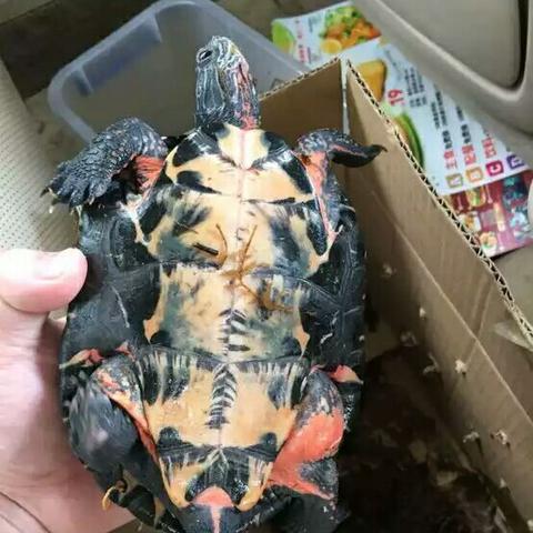 从容就义